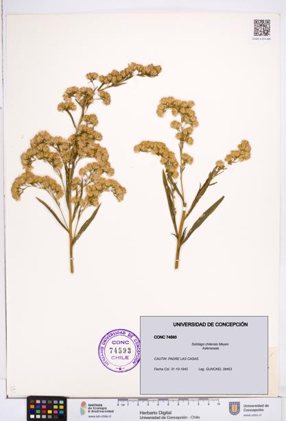 Solidago chilensis [Espécimen: ]