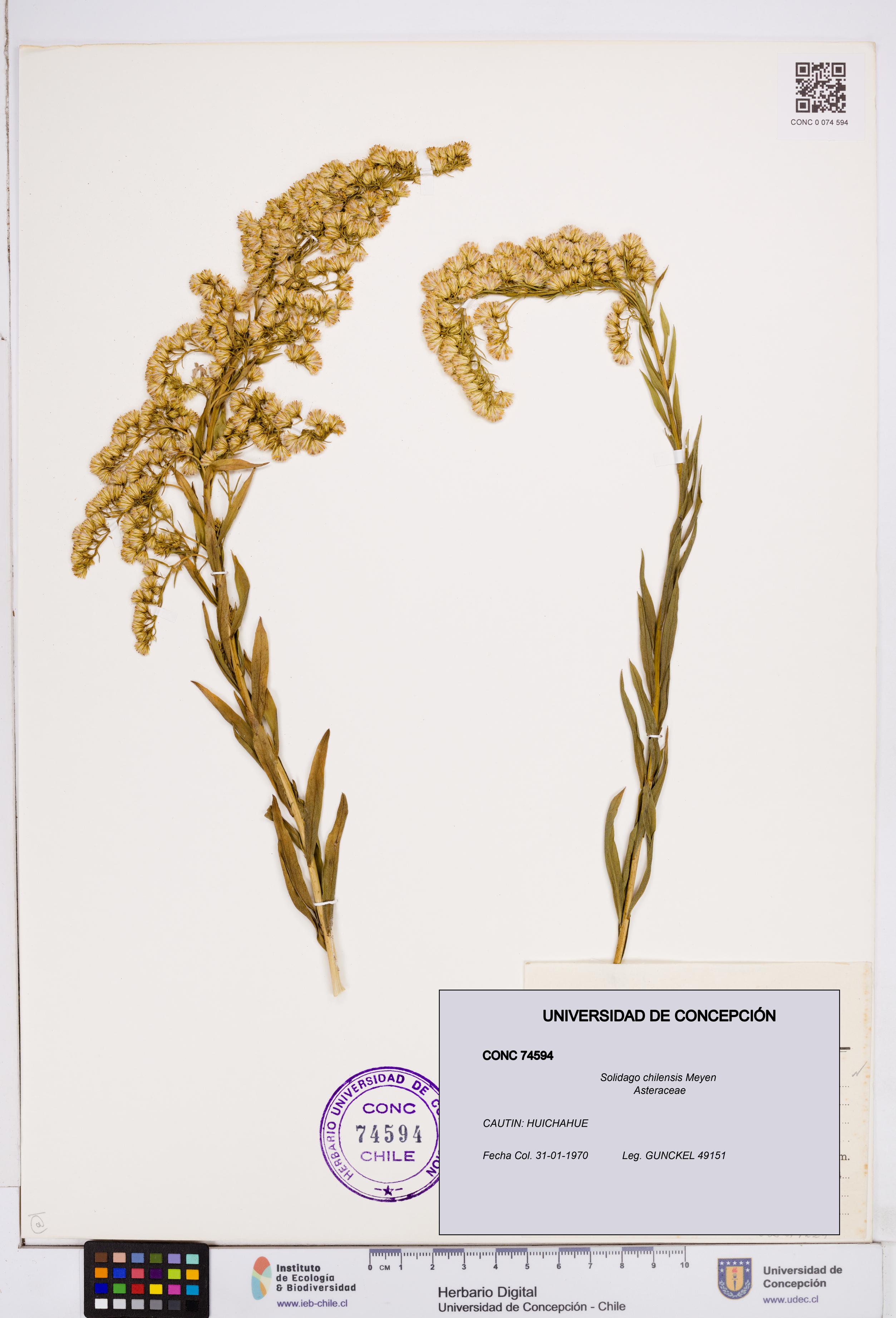 Solidago chilensis [Espécimen: ]