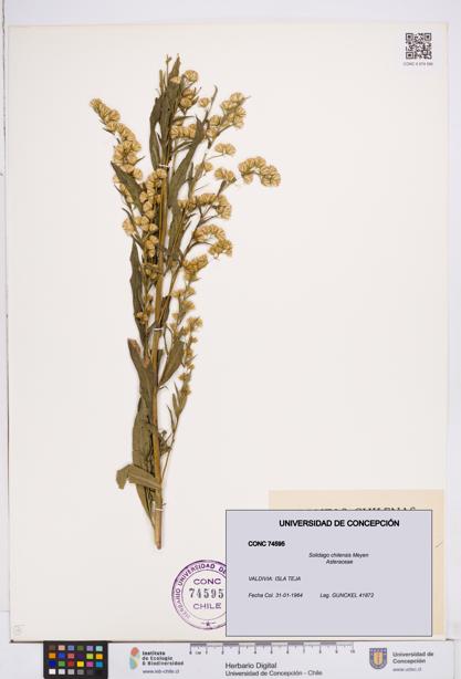 Solidago chilensis [Espécimen: ]