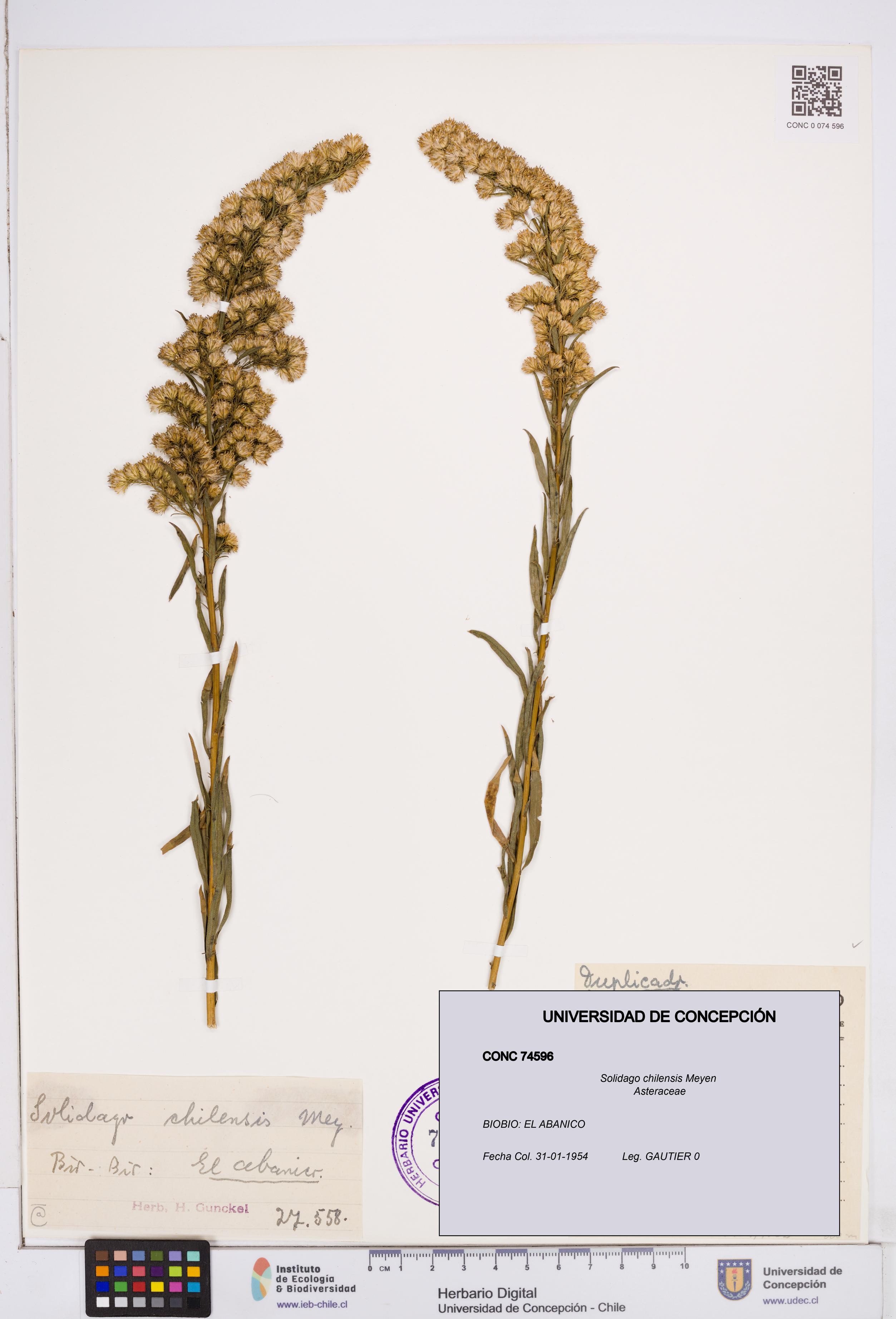 Solidago chilensis [Espécimen: ]