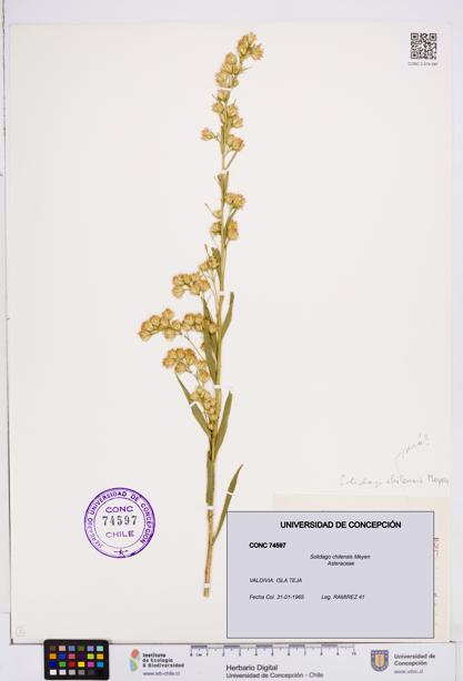 Solidago chilensis [Espécimen: ]