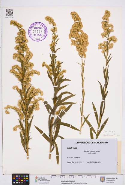 Solidago chilensis [Espécimen: ]