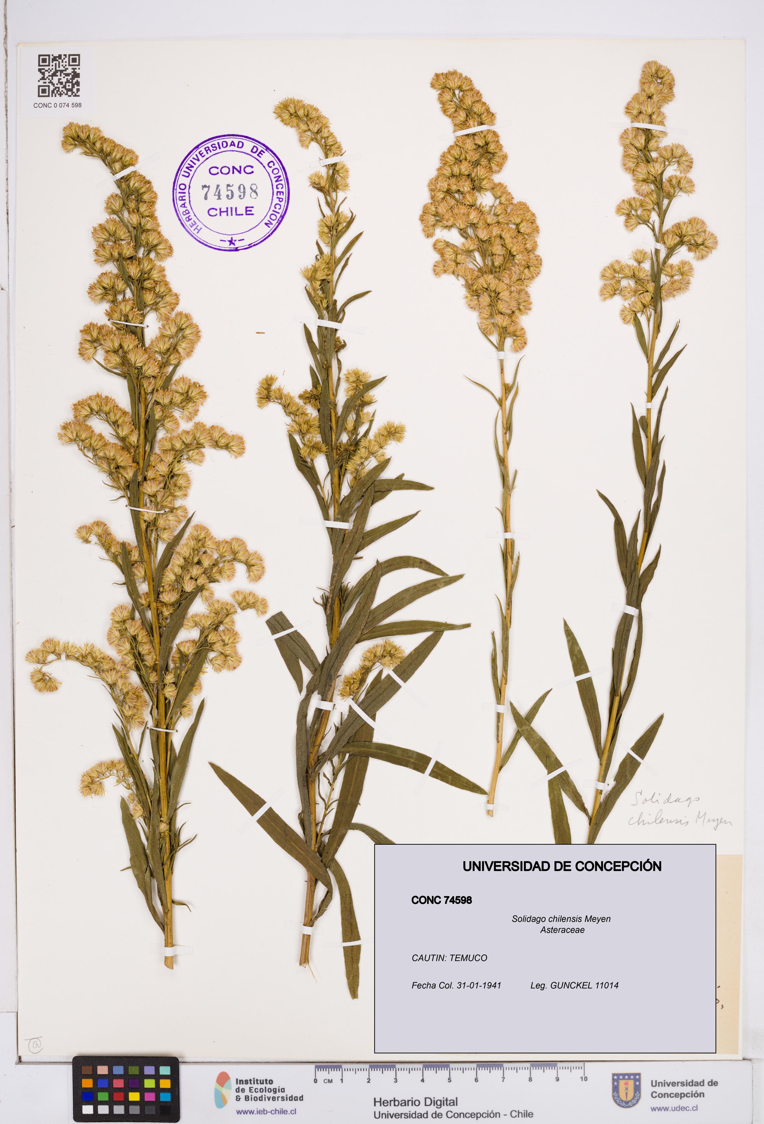 Solidago chilensis [Espécimen: ]
