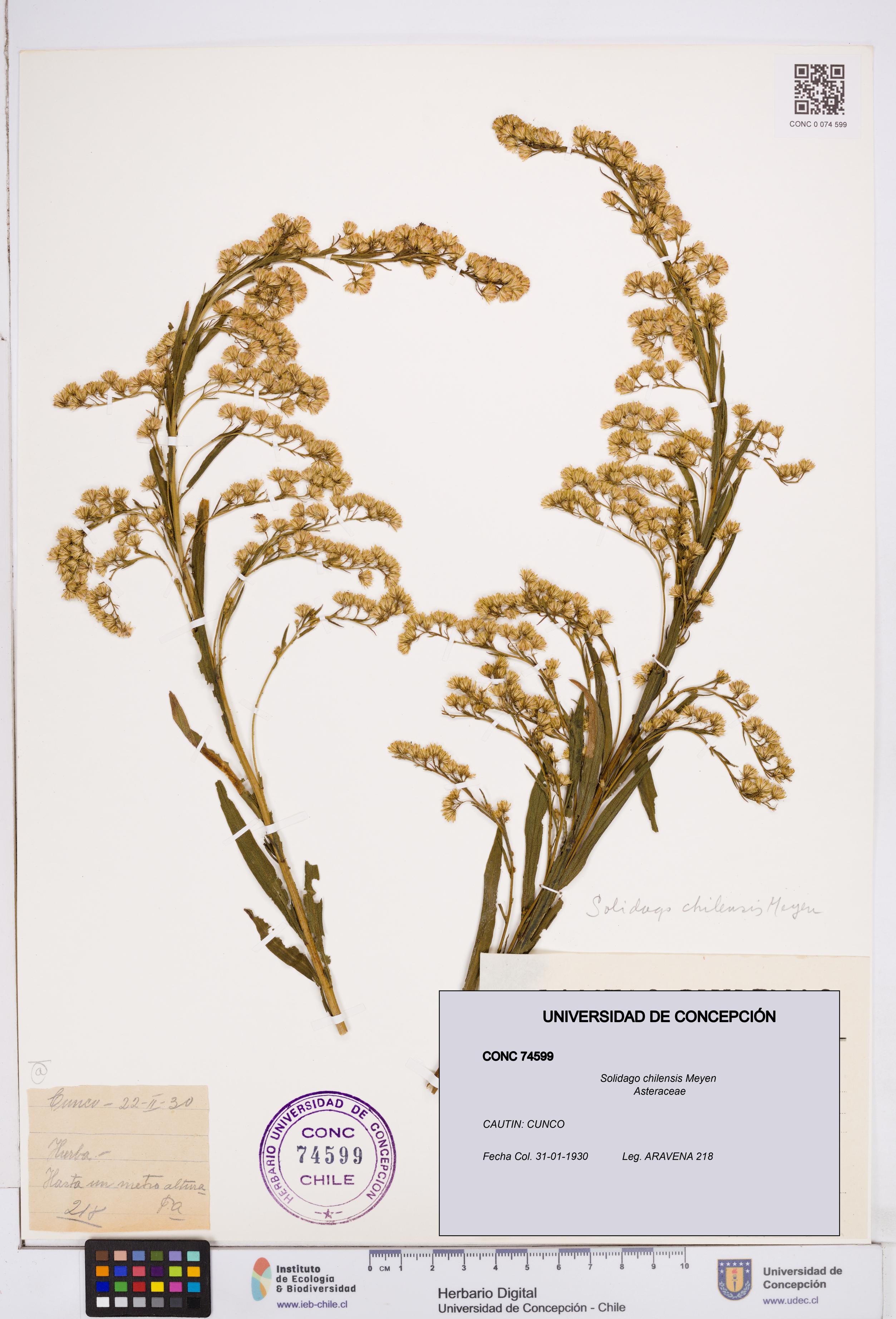 Solidago chilensis [Espécimen: ]