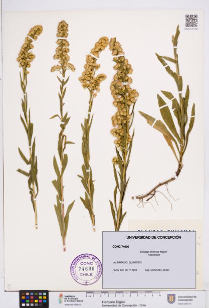 Solidago chilensis [Espécimen: ]