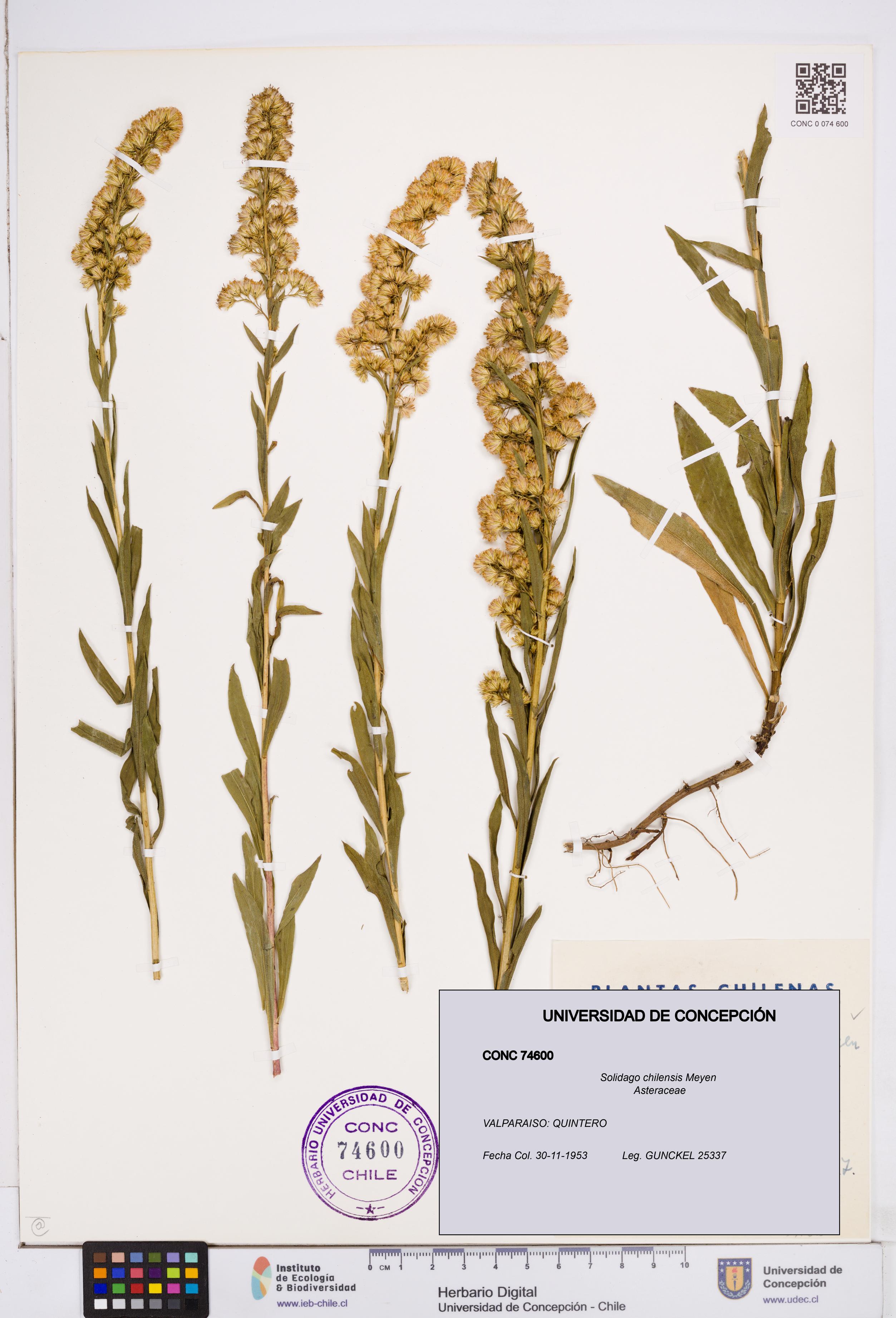 Solidago chilensis [Espécimen: ]