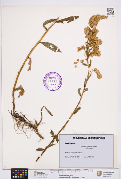 Solidago chilensis [Espécimen: ]