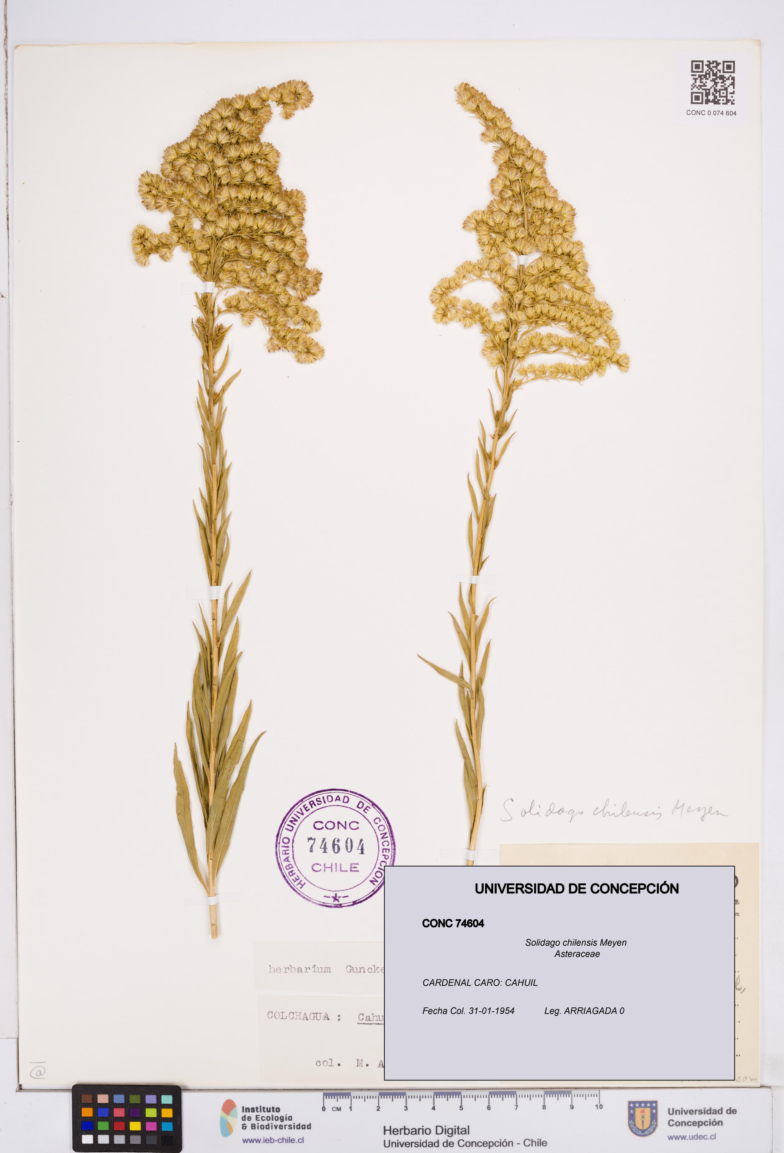 Solidago chilensis [Espécimen: ]