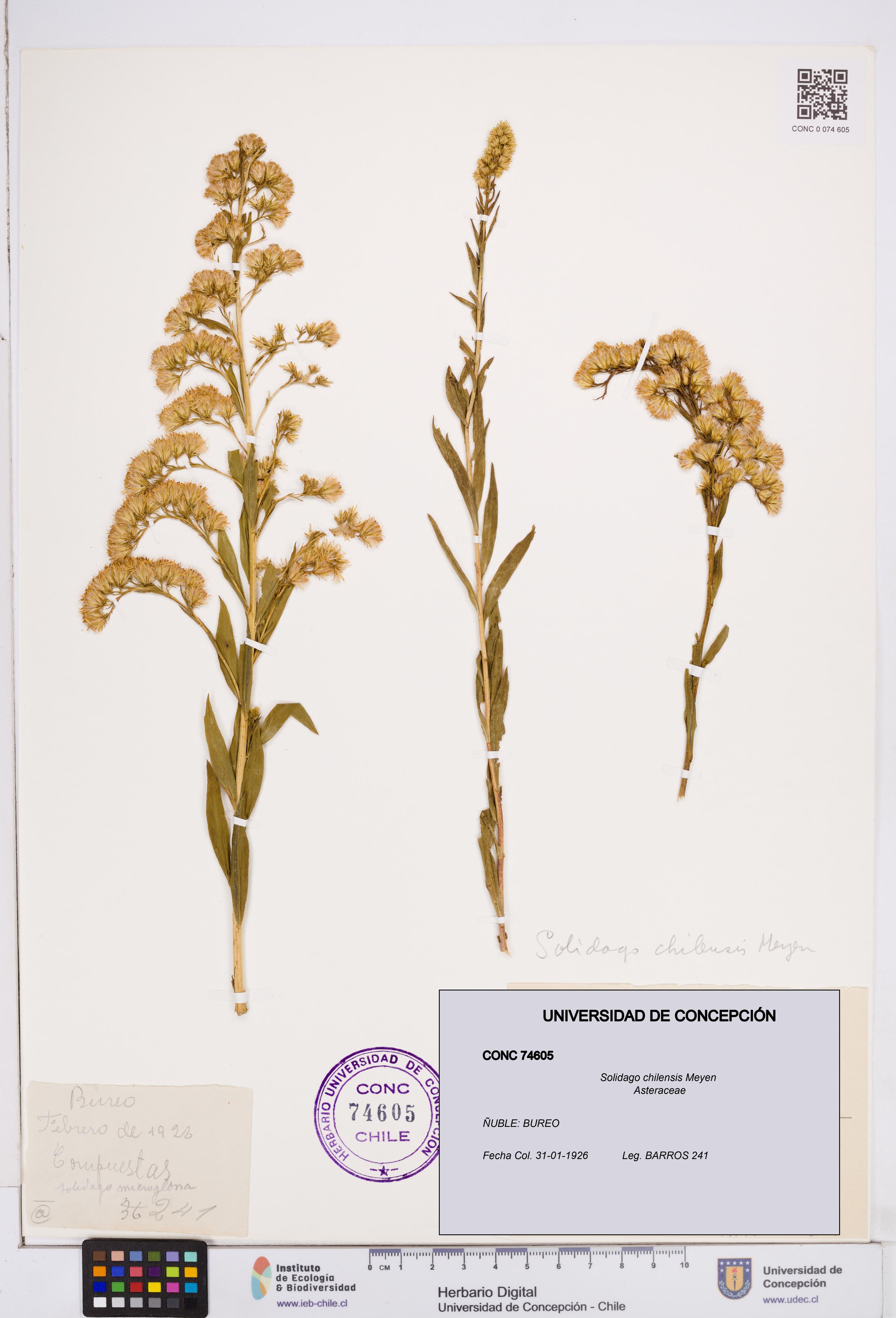 Solidago chilensis [Espécimen: ]