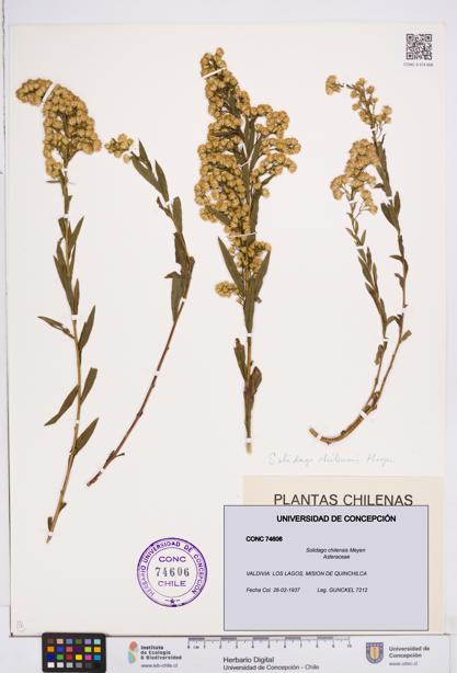 Solidago chilensis [Espécimen: ]