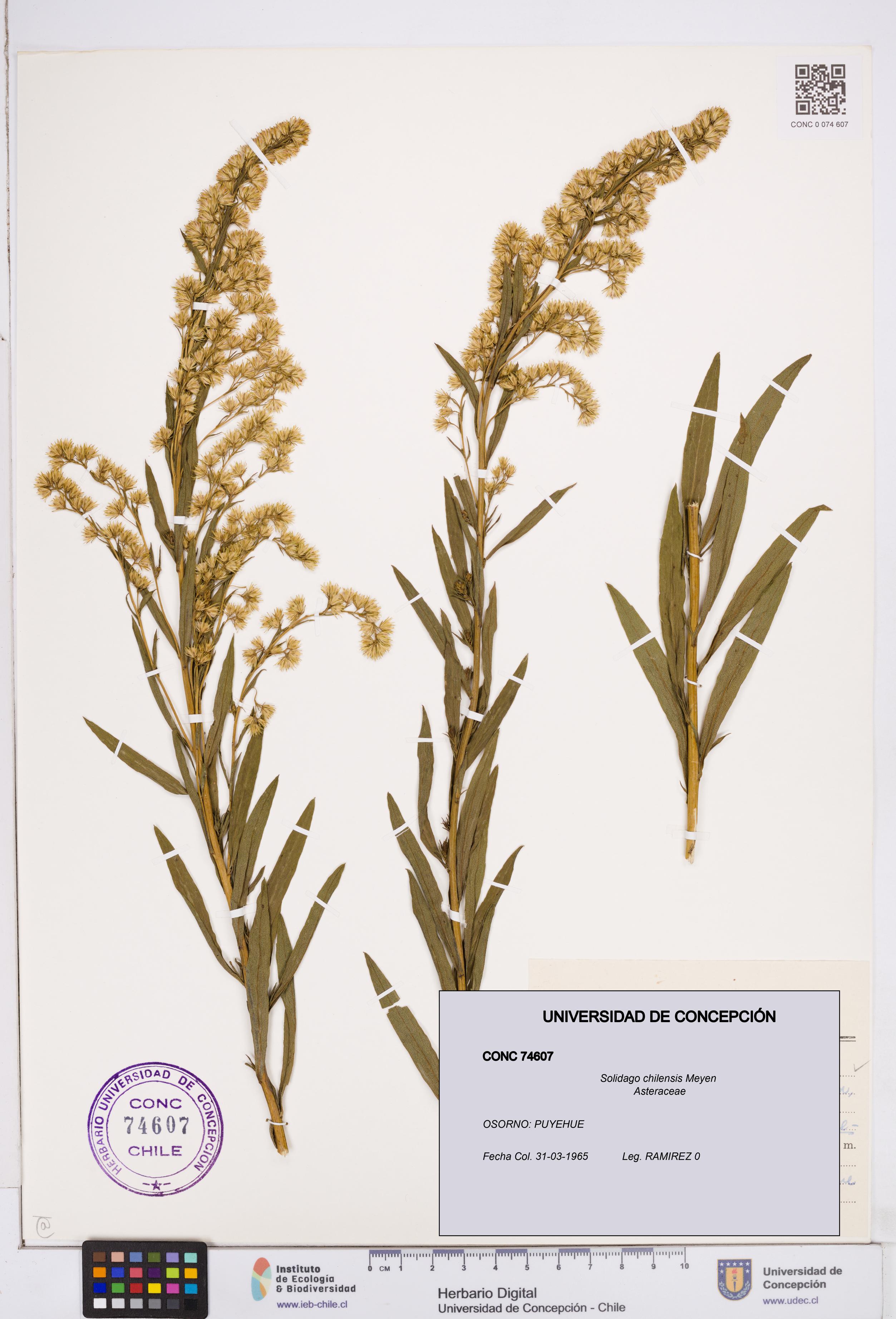 Solidago chilensis [Espécimen: ]