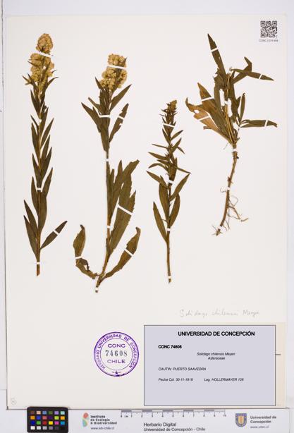 Solidago chilensis [Espécimen: ]