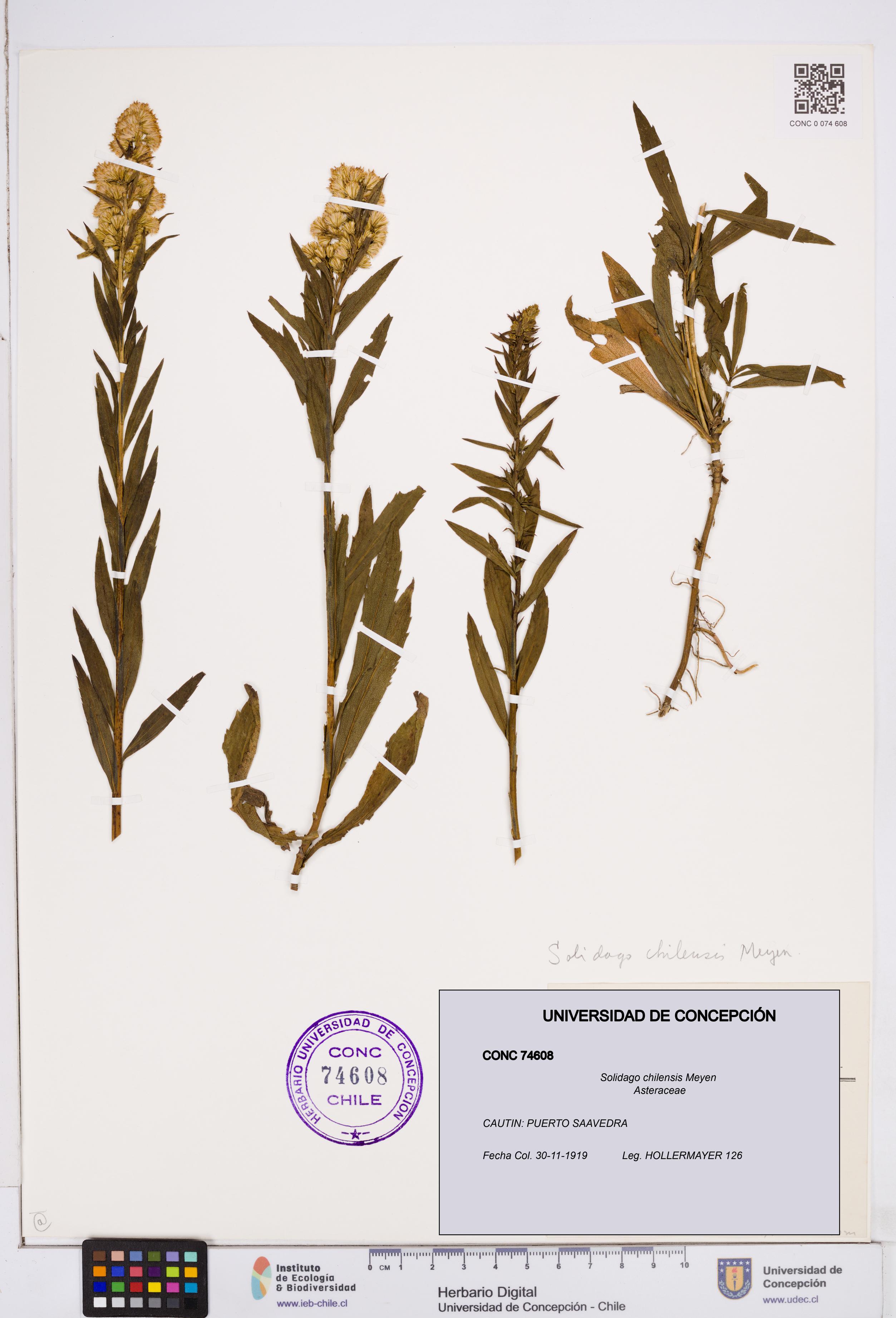 Solidago chilensis [Espécimen: ]