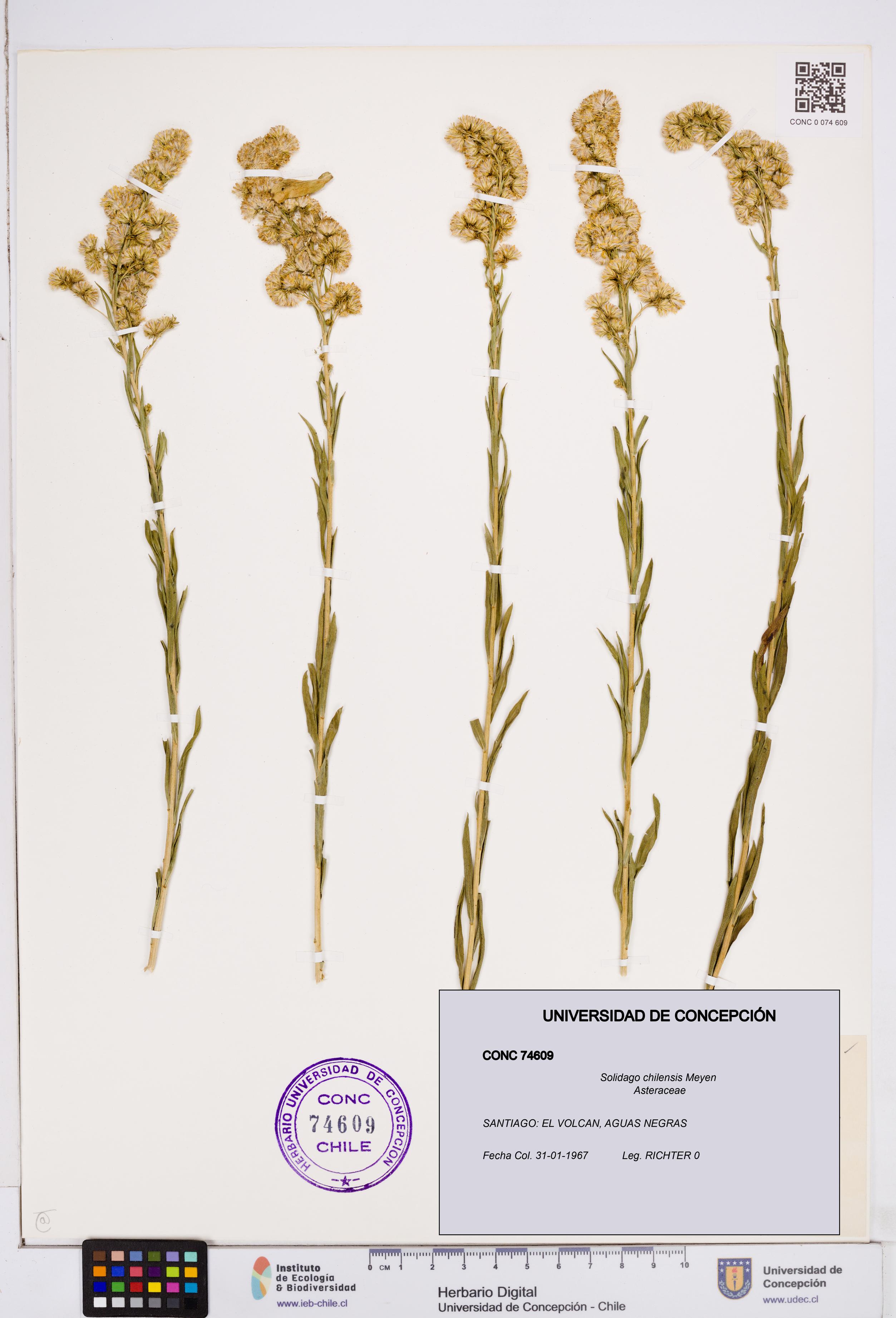 Solidago chilensis [Espécimen: ]