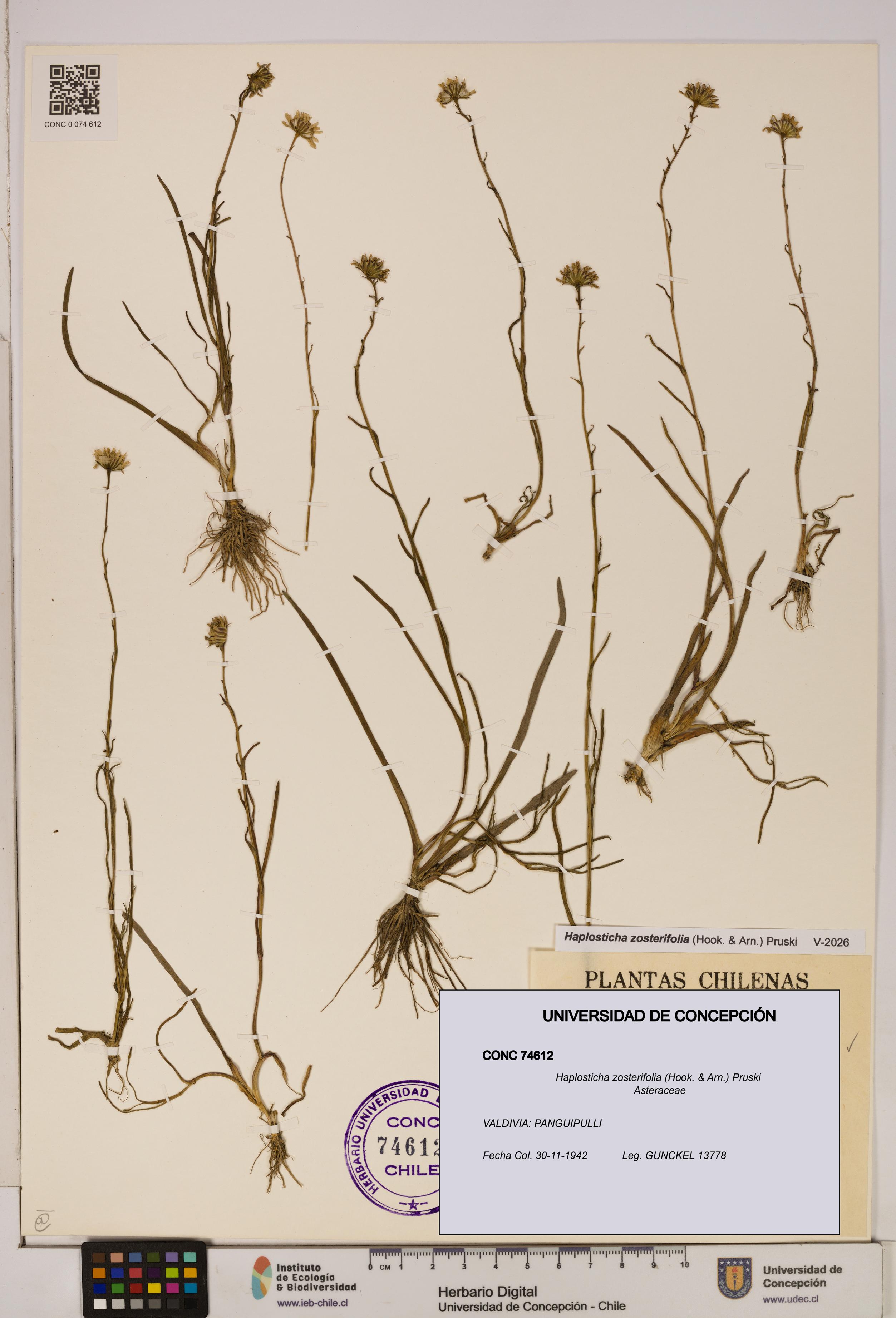Haplosticha zosterifolia [Espécimen: UDEC:CONC:0074612]