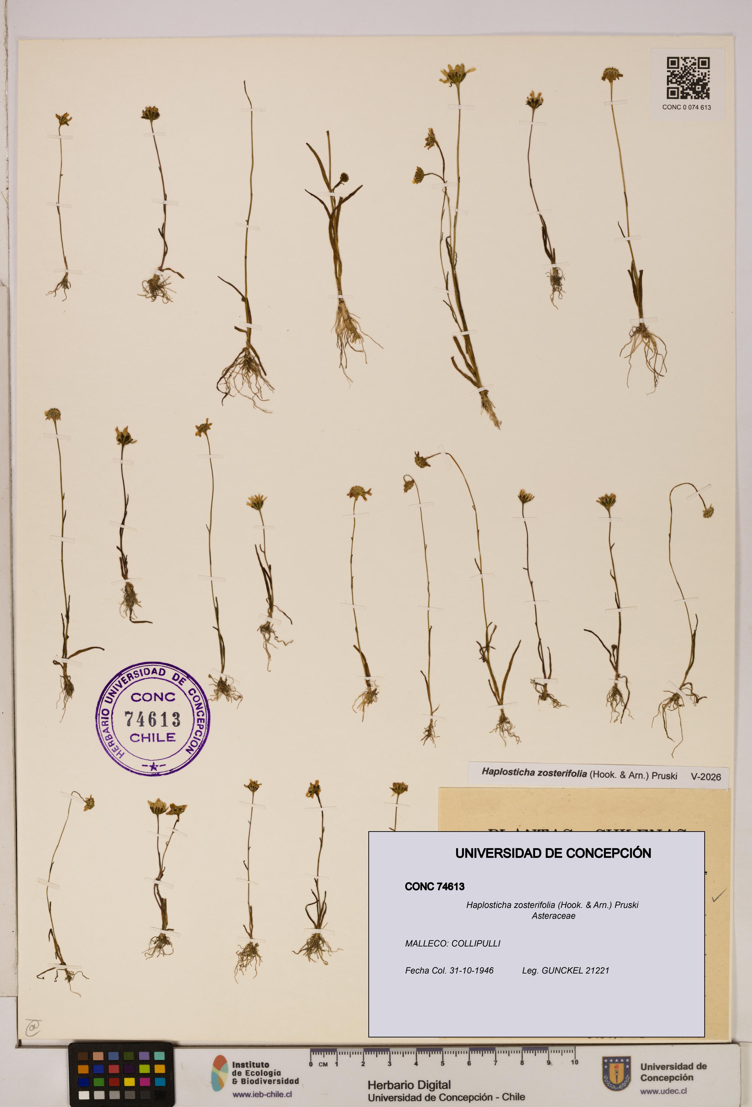 Haplosticha zosterifolia [Espécimen: UDEC:CONC:0074613]