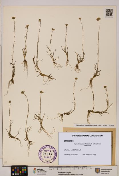 Haplosticha zosterifolia [Espécimen: UDEC:CONC:0074614]