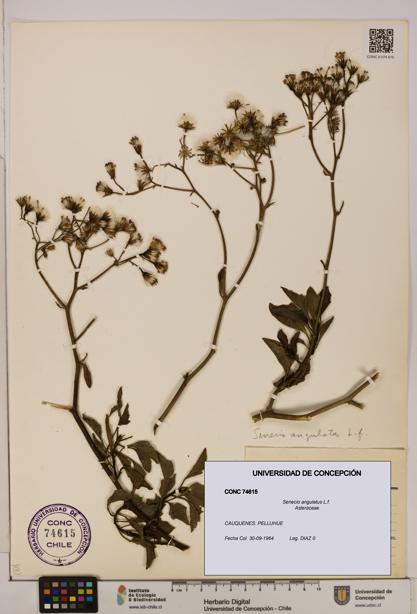 Senecio angulatus [Espécimen: UDEC:CONC:0074615]
