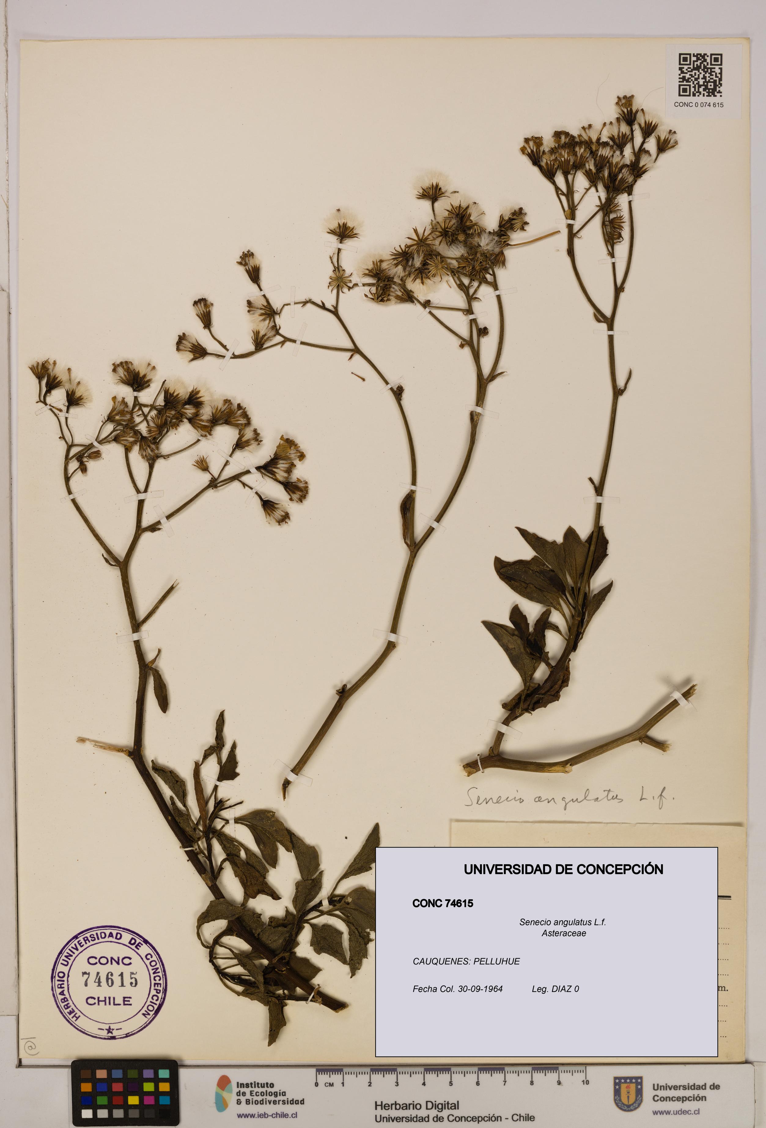 Senecio angulatus [Espécimen: UDEC:CONC:0074615]