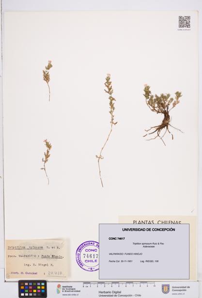 Triptilion spinosum [Espécimen: ]