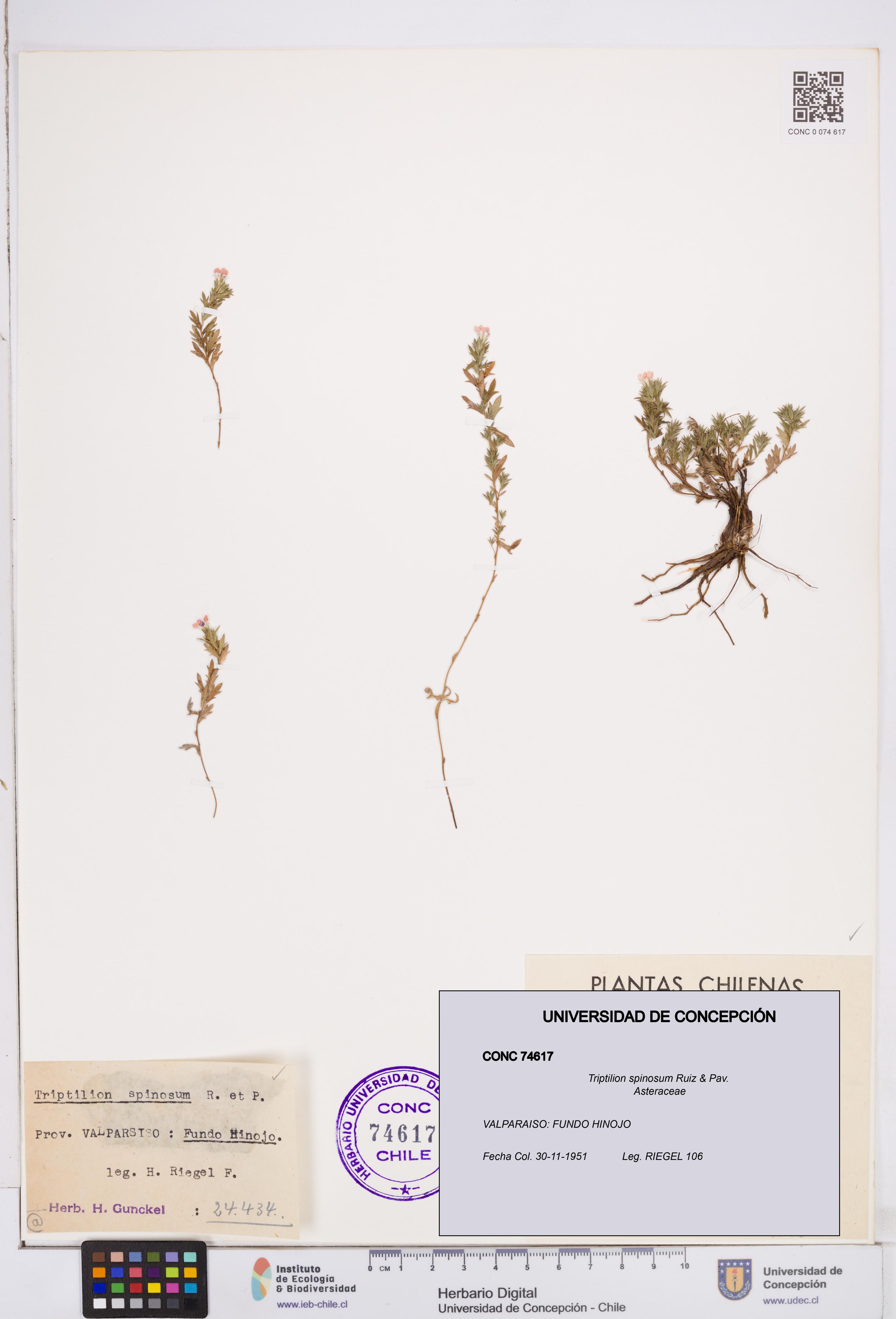Triptilion spinosum [Espécimen: ]