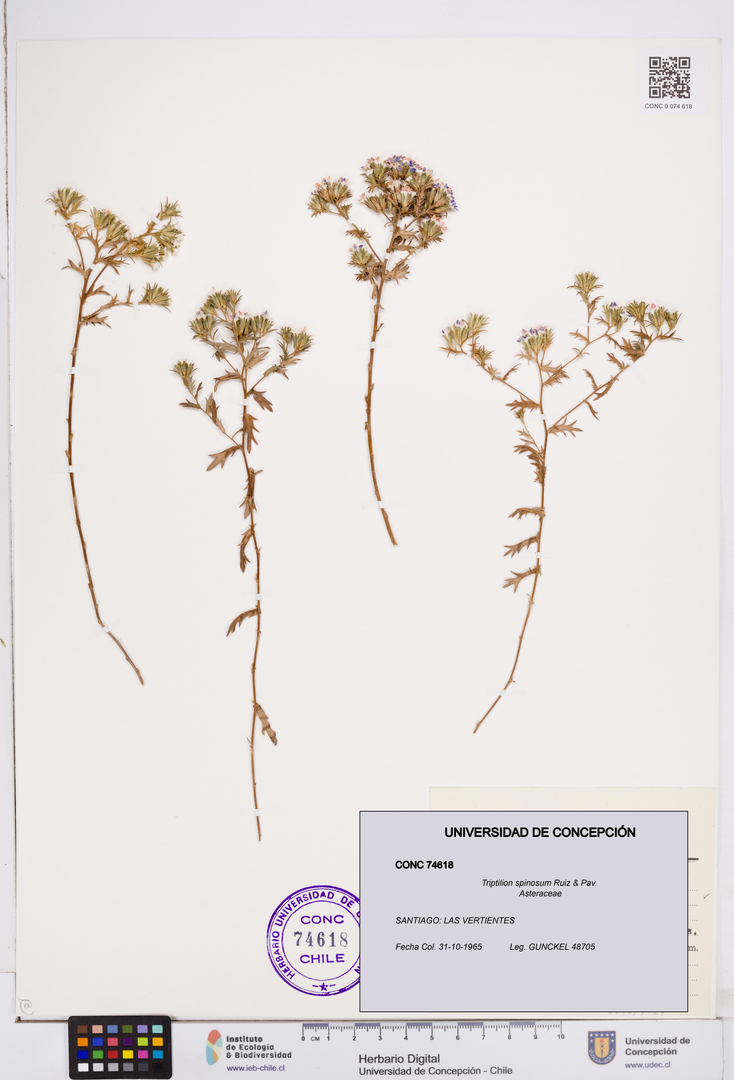 Triptilion spinosum [Espécimen: ]
