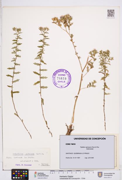 Triptilion spinosum [Espécimen: ]