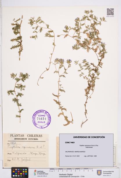 Triptilion spinosum [Espécimen: ]