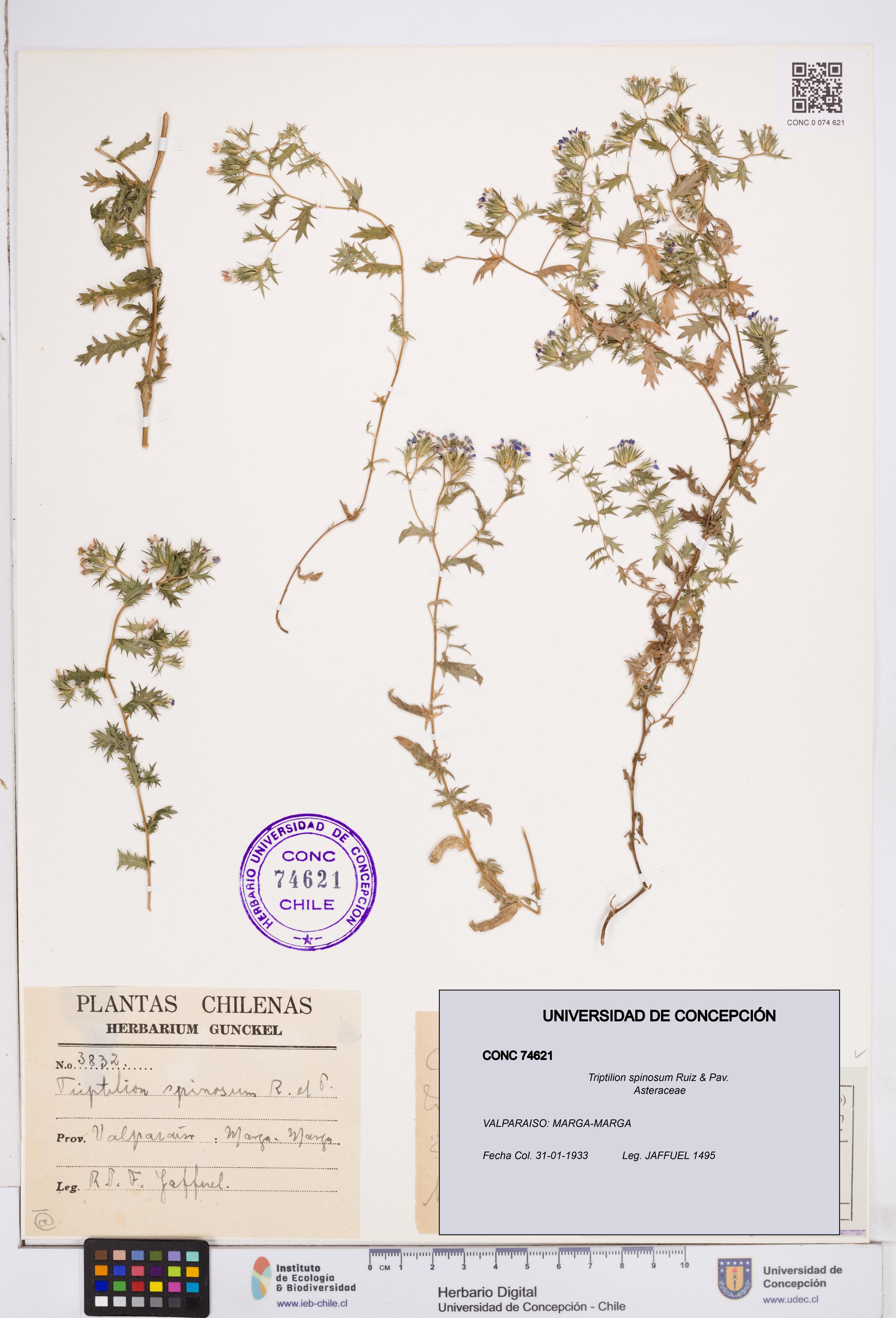 Triptilion spinosum [Espécimen: ]
