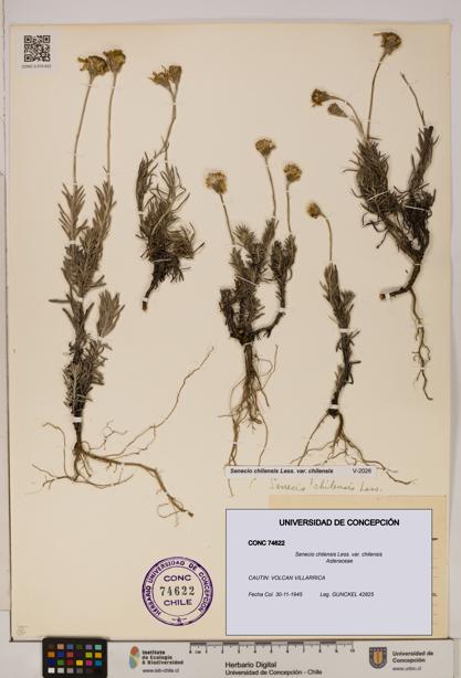 Senecio chilensis var. chilensis [Espécimen: UDEC:CONC:0074622]