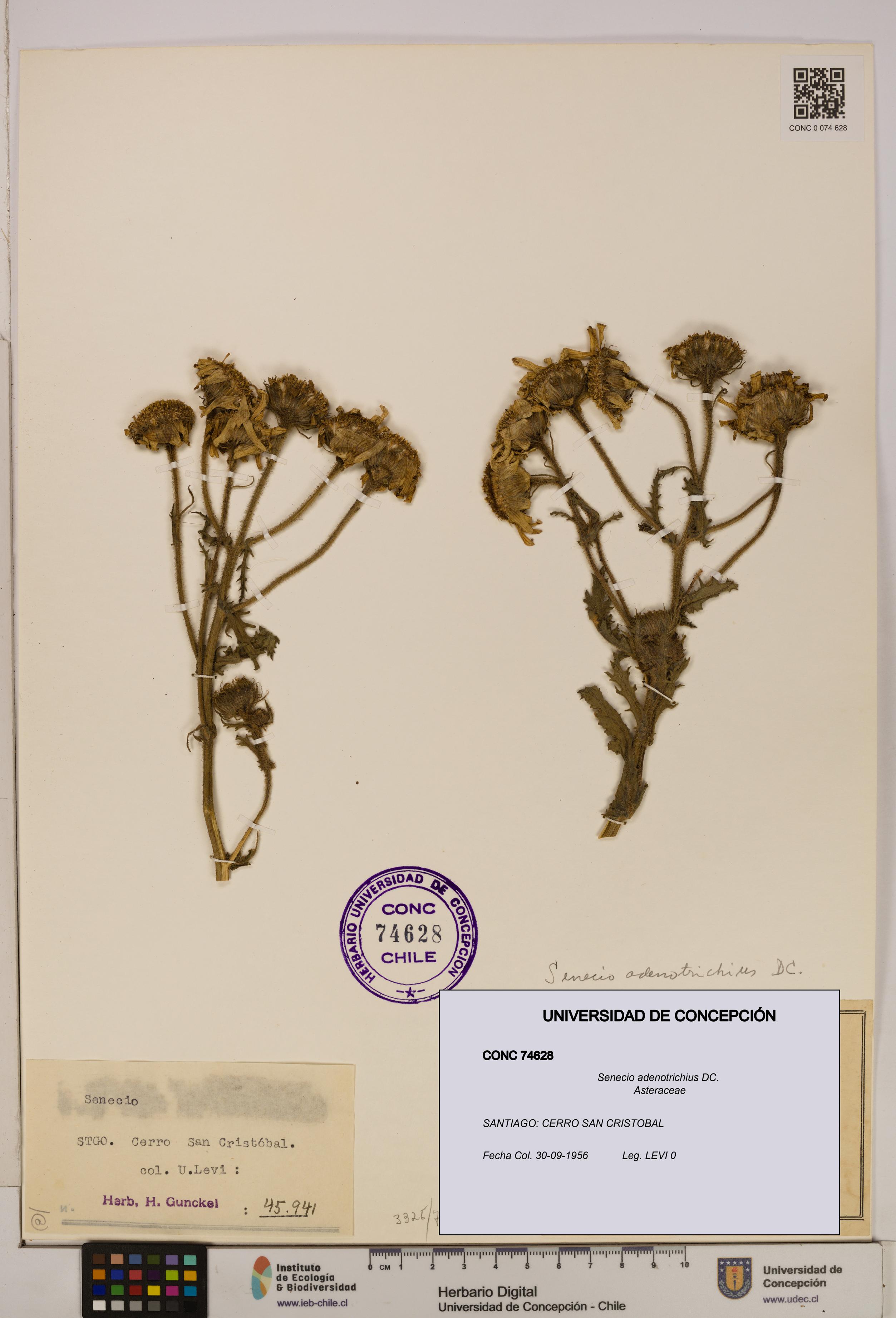 Senecio adenotrichius [Espécimen: UDEC:CONC:0074628]