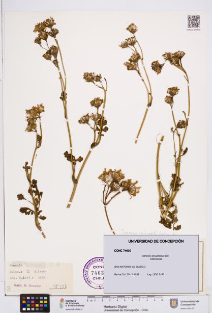 Senecio sinuatilobus [Espécimen: ]