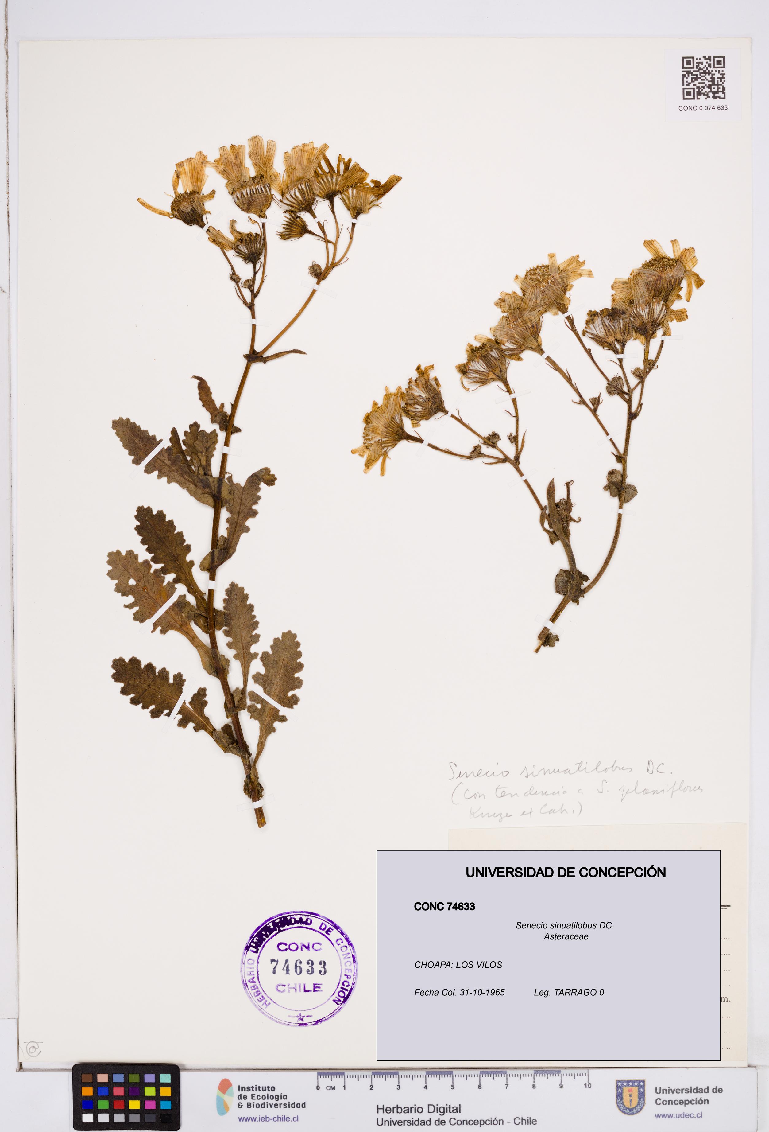 Senecio sinuatilobus [Espécimen: ]