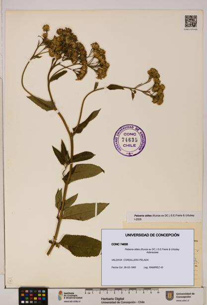 Pelseria otites [Espécimen: ]
