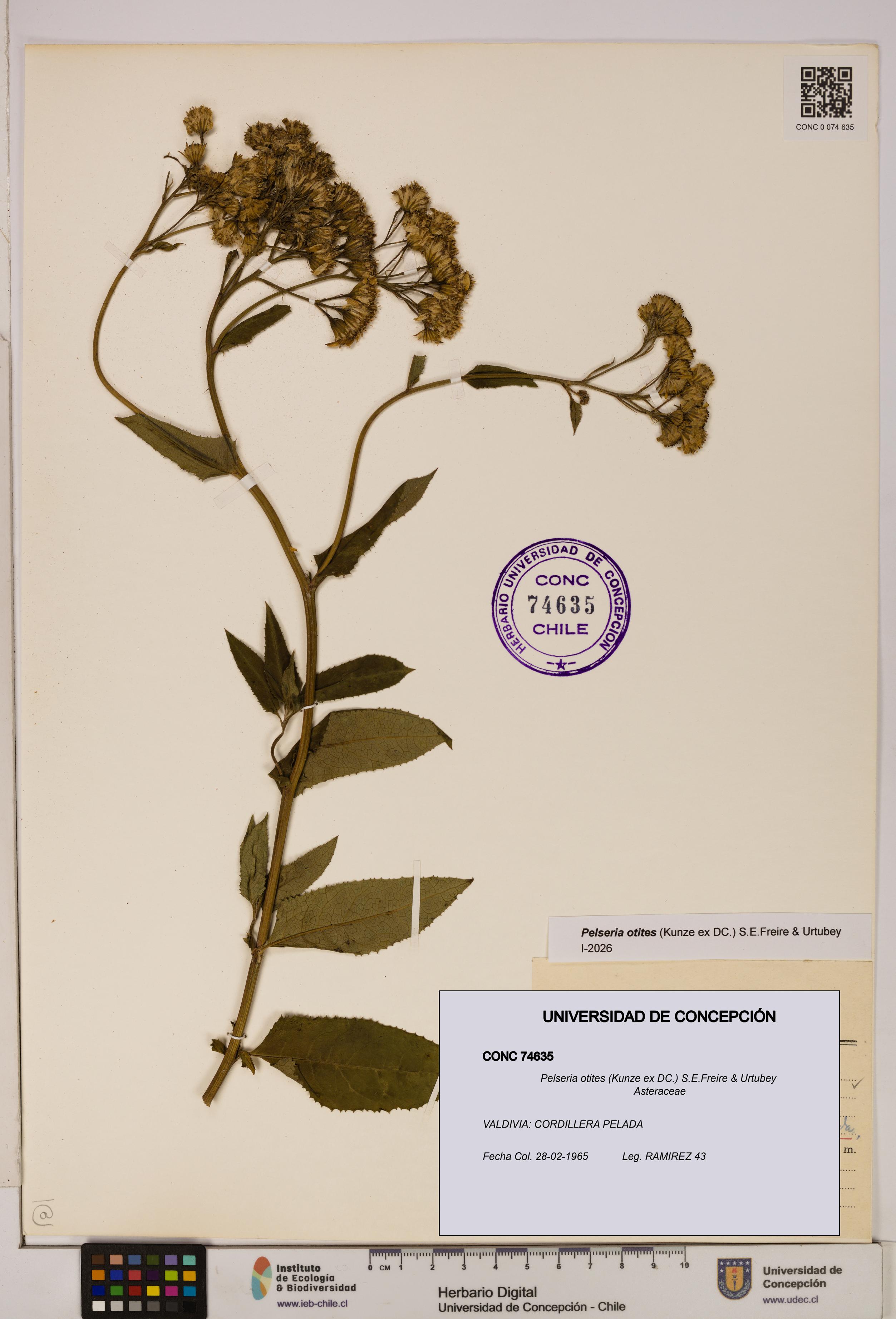 Pelseria otites [Espécimen: ]