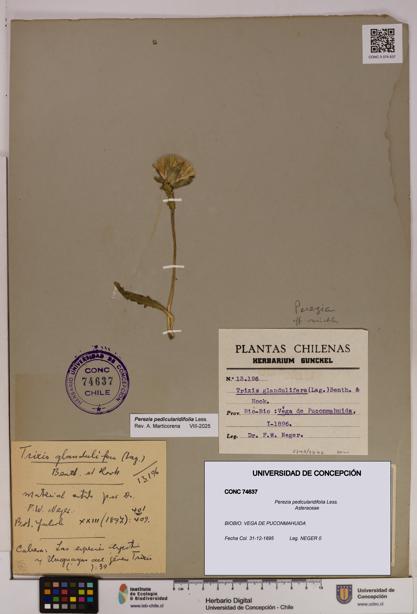 Perezia pedicularidifolia [Espécimen: UDEC:CONC:0074637]