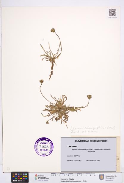 Agoseris coronopifolia [Espécimen: ]