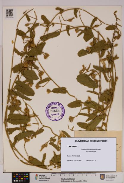 Convolvulus hermanniae [Espécimen: UDEC:CONC:0074654]