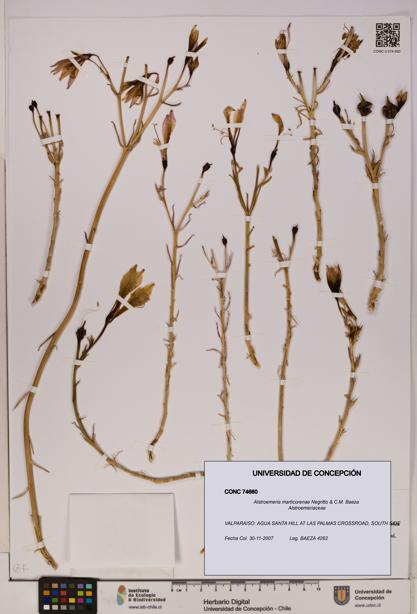 Alstroemeria marticorenae [Espécimen: UDEC:CONC:0074660]