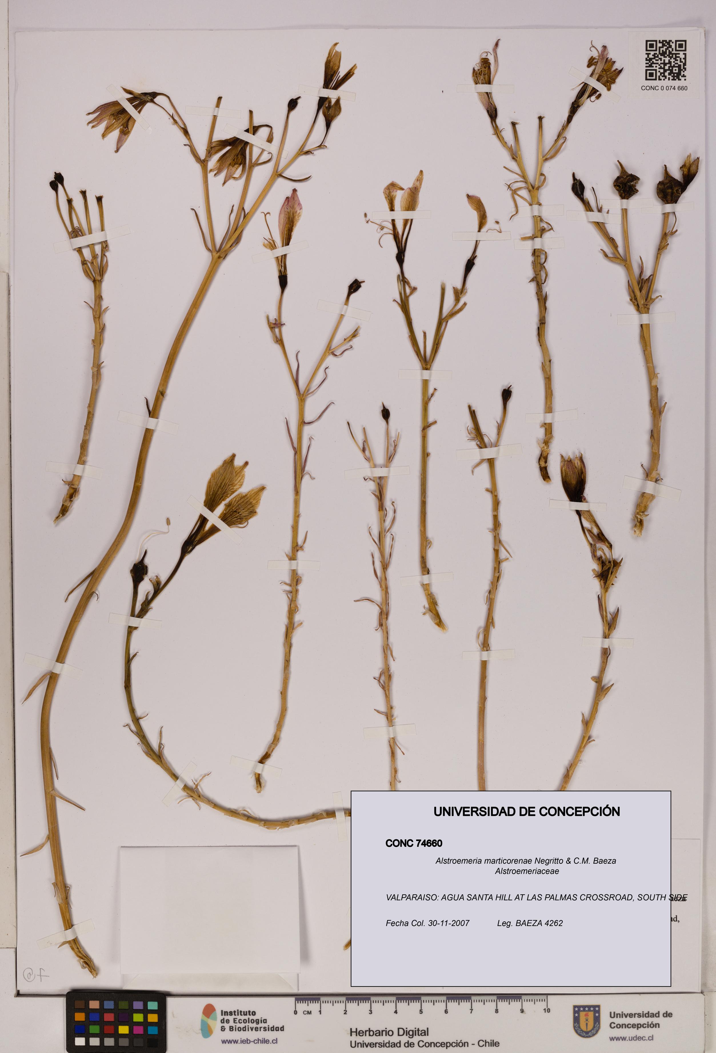 Alstroemeria marticorenae [Espécimen: UDEC:CONC:0074660]