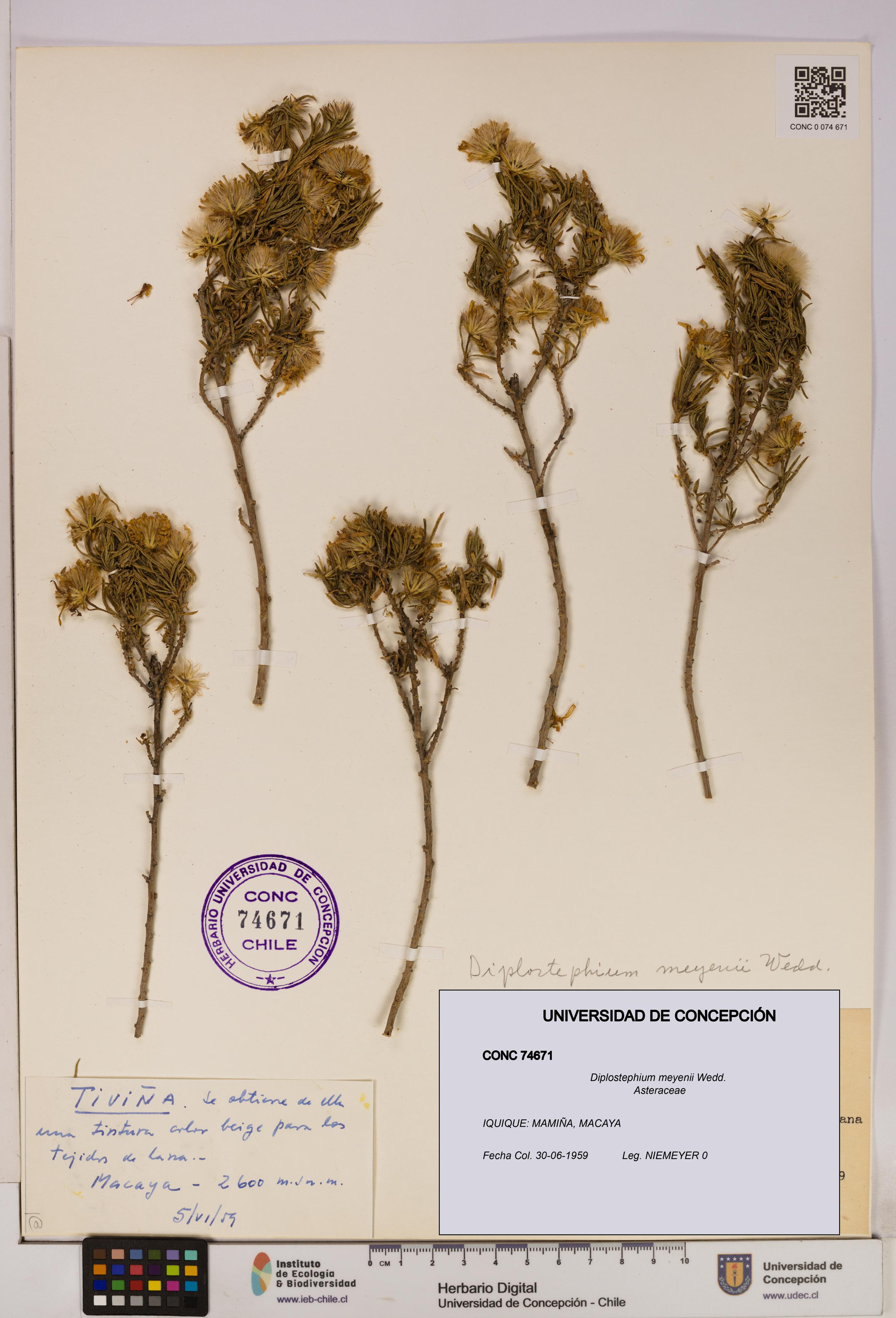 Diplostephium meyenii [Espécimen: UDEC:CONC:0074671]