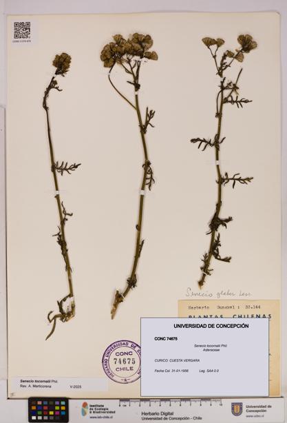 Senecio tocornalii [Espécimen: UDEC:CONC:0074675]