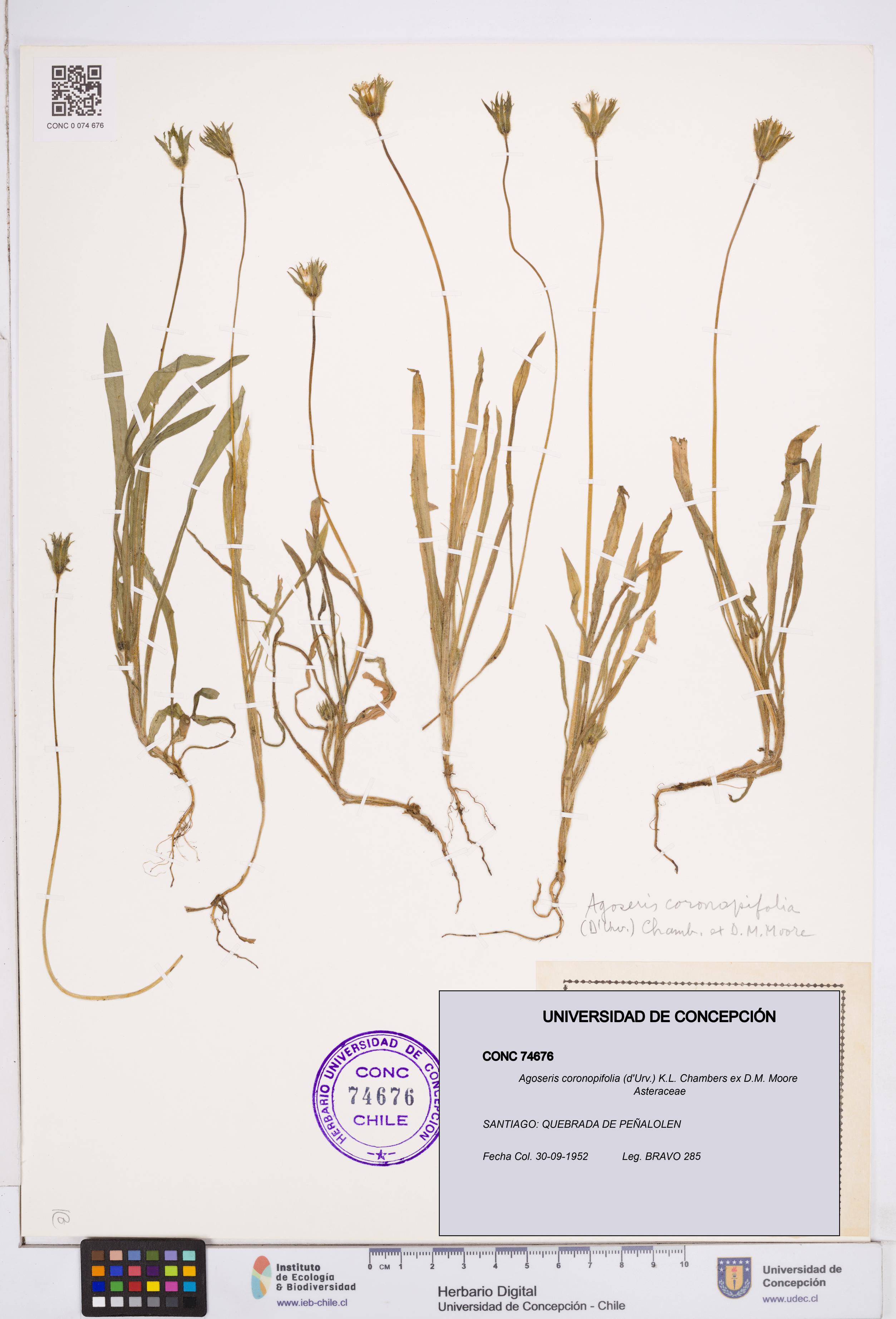 Agoseris coronopifolia [Espécimen: ]
