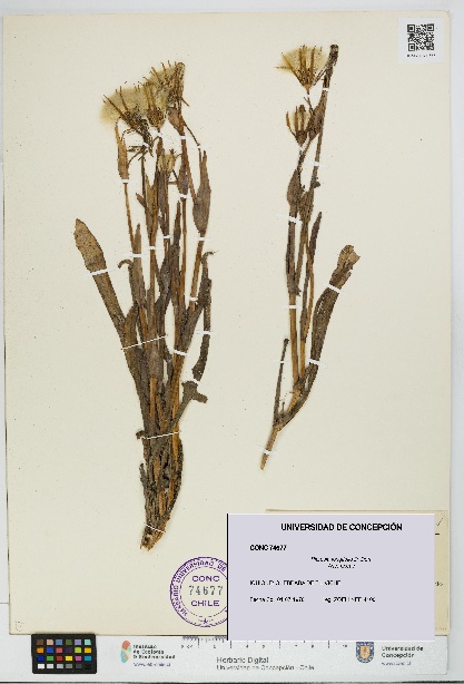 Picrosia longifolia [Espécimen: UDEC:CONC:0074677]