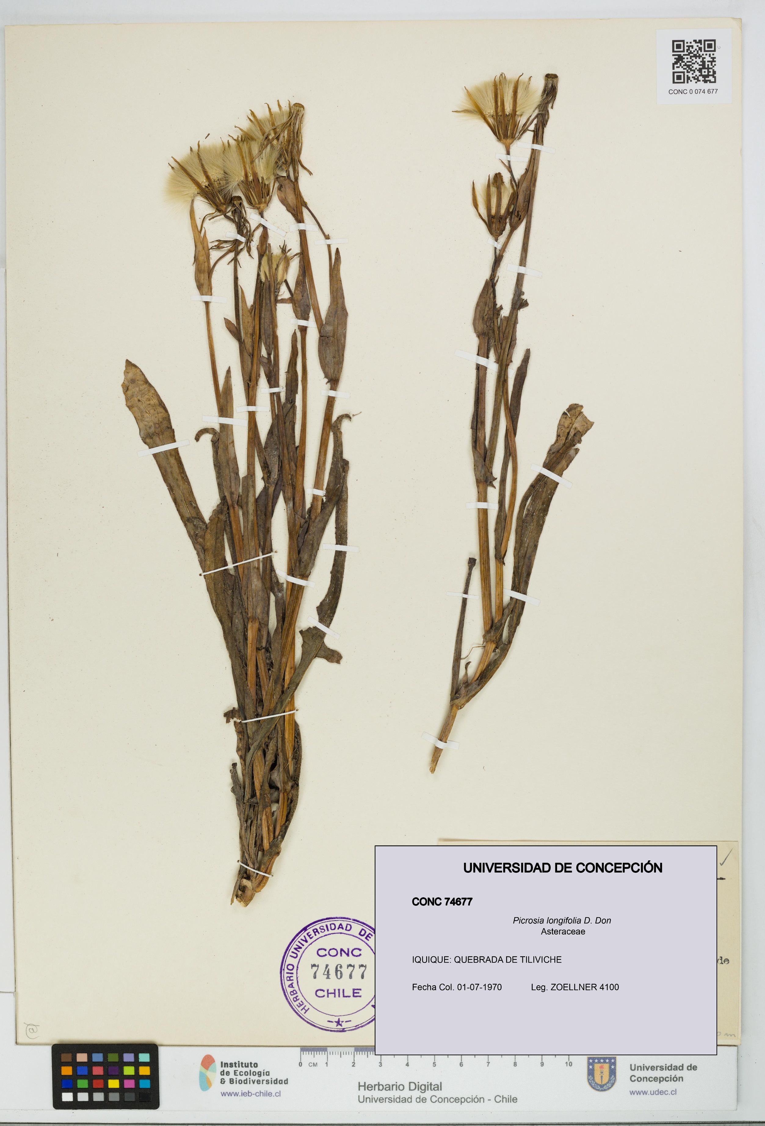 Picrosia longifolia [Espécimen: UDEC:CONC:0074677]