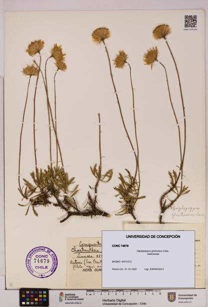 Haplopappus glutinosus [Espécimen: UDEC:CONC:0074679]