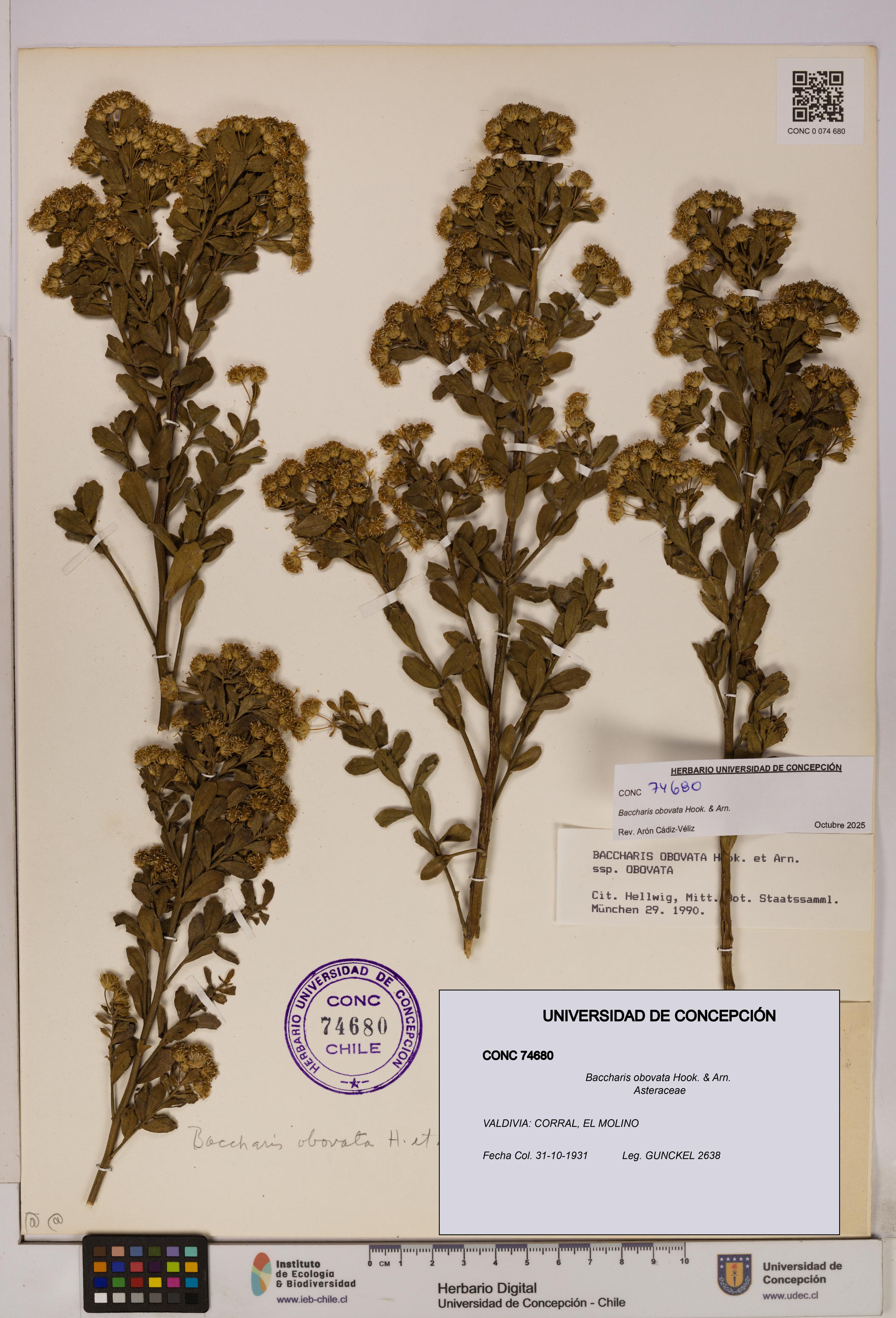 Baccharis obovata [Espécimen: UDEC:CONC:0074680]