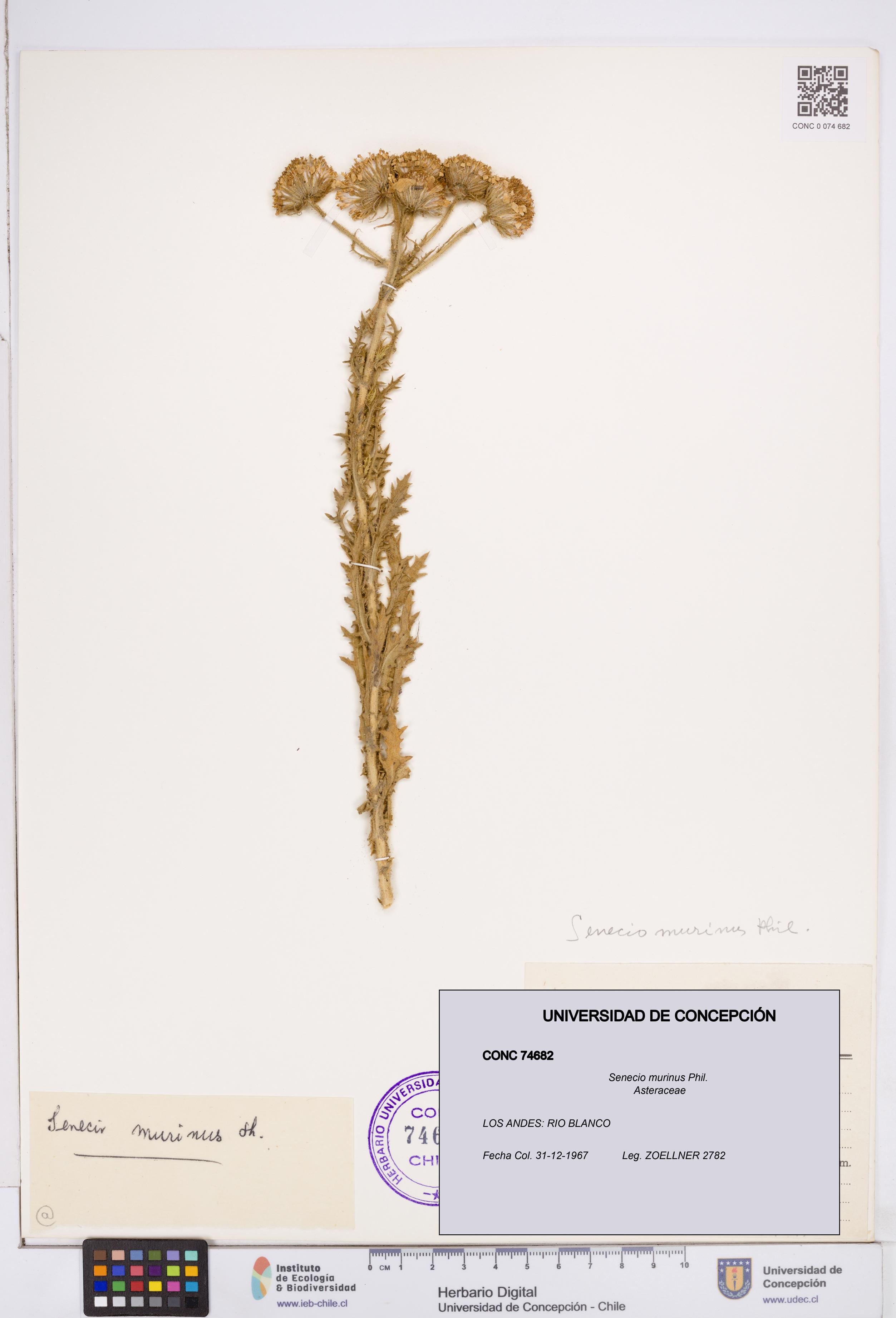 Senecio murinus [Espécimen: ]