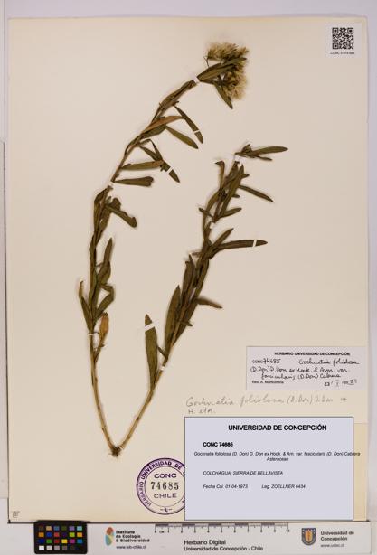 Gochnatia foliolosa var. fascicularis [Espécimen: UDEC:CONC:0074685]