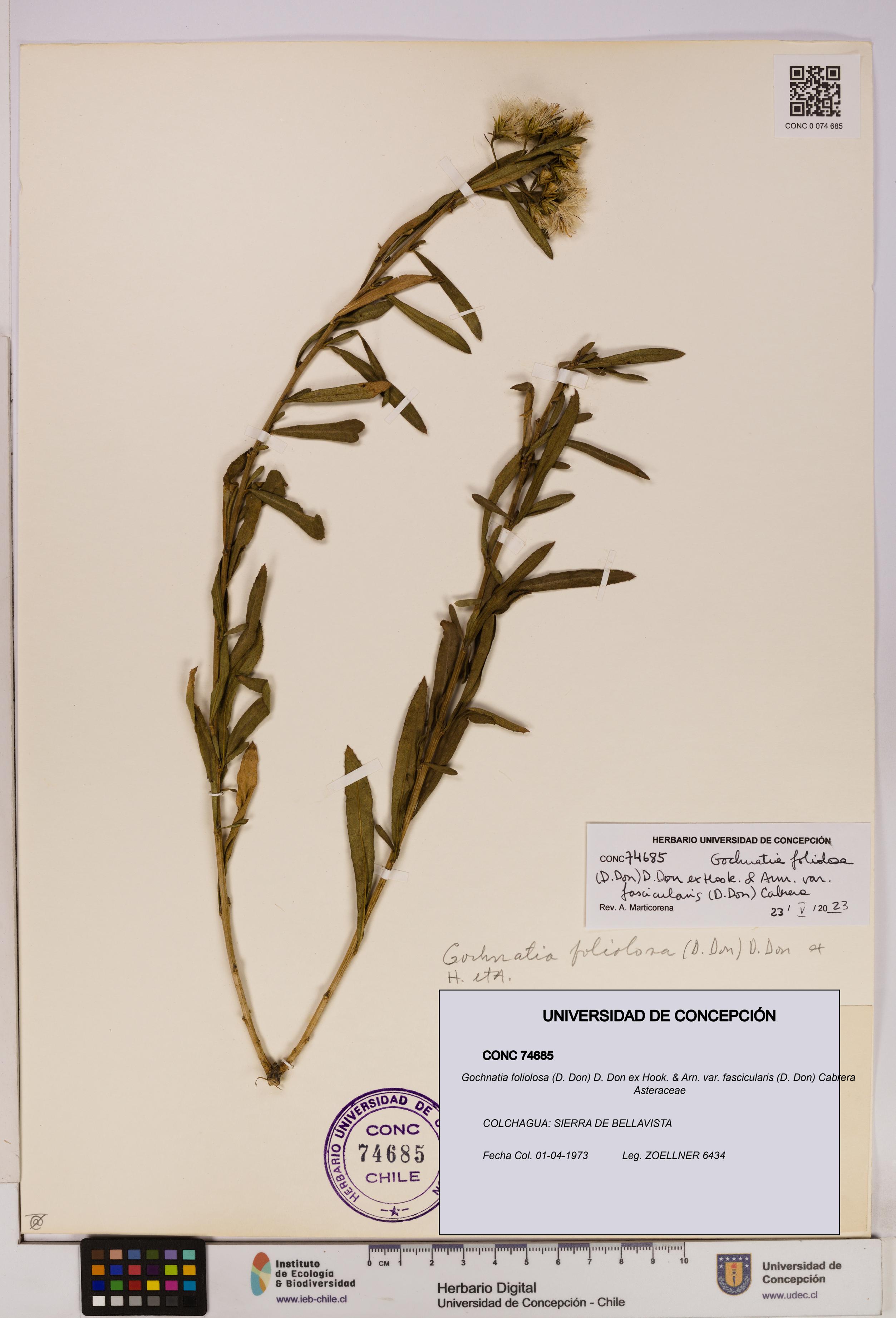 Gochnatia foliolosa var. fascicularis [Espécimen: UDEC:CONC:0074685]